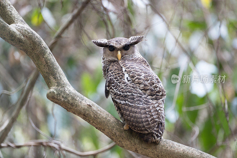 鹰鸮鸟:亚成年斑腹鹰鸮(Bubo nipalensis)，又称森林鹰鸮。